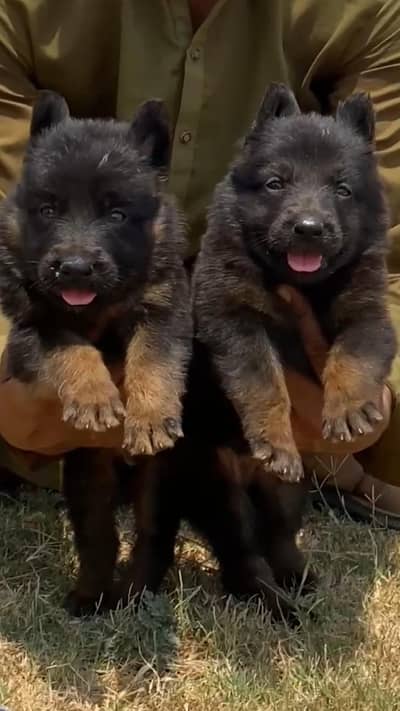 German Shepherd longcoat pair for sale