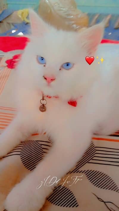 Male cat