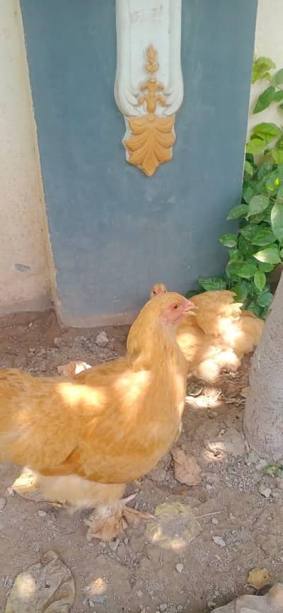10000 ki jori