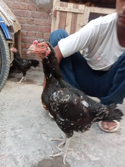 jis ko chiy   rabta  rakay mobil nomber 03057238882