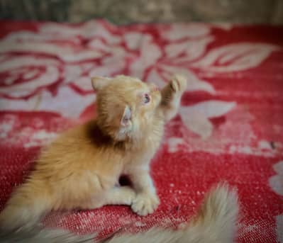 Persian Cat Little baby cat looking new house