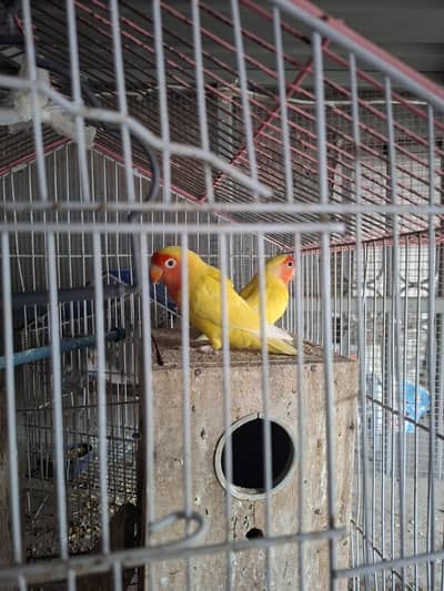 commn lutino breeder pair for sale what app number 0301 7723150