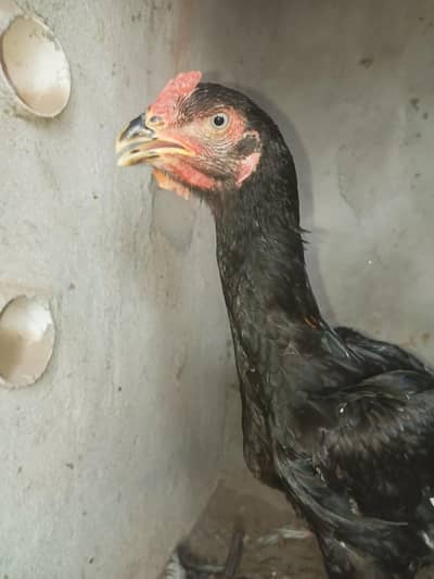 German oh shamo black