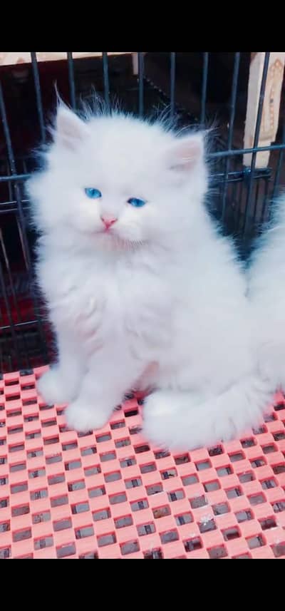 Quality Persian Punch face cat & kitten is03194866952Whatsapp