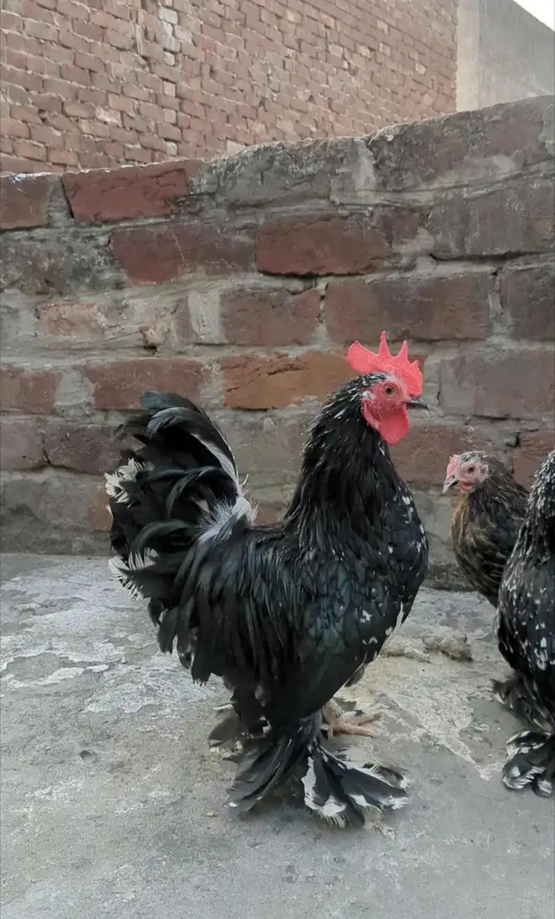Molted bantam and Milli flower chicks available — photo 9
