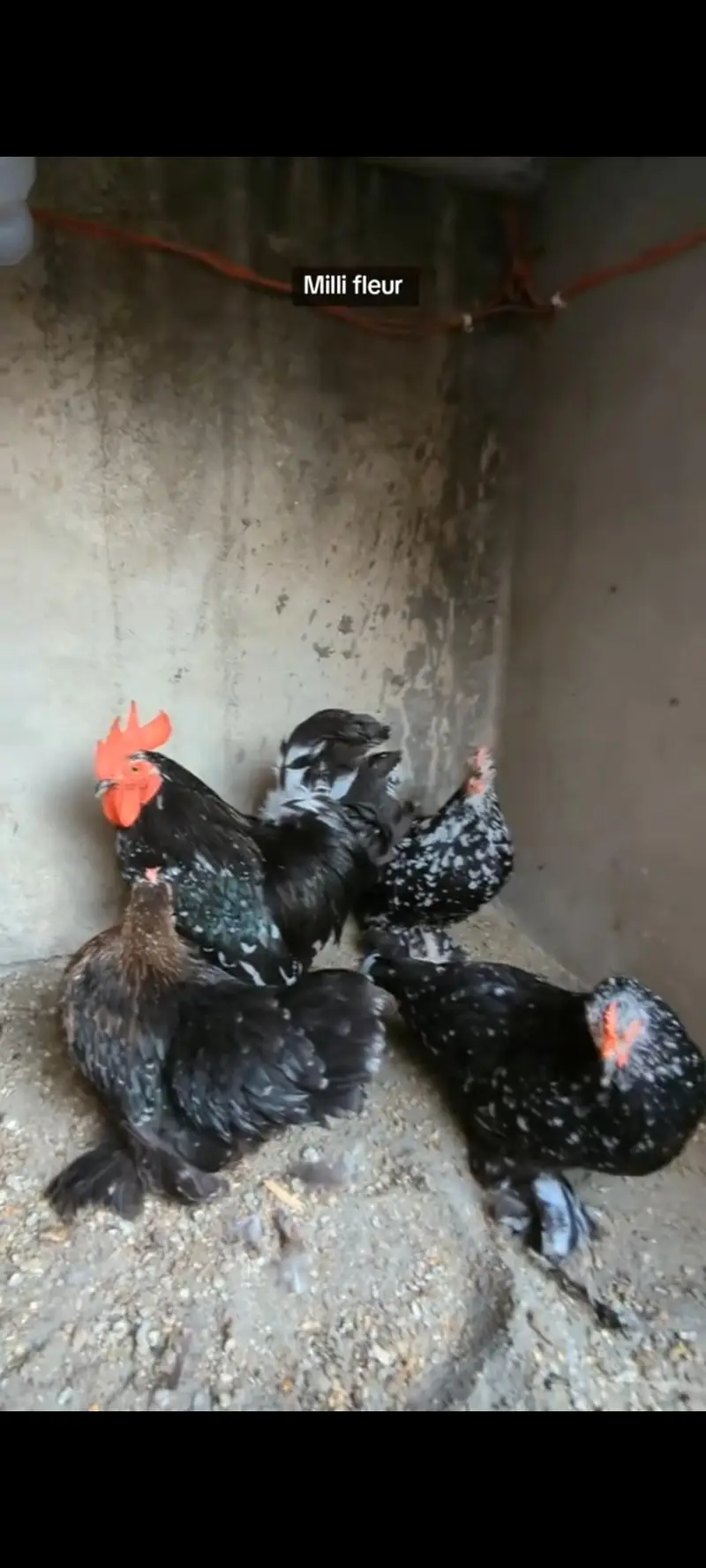 Molted bantam and Milli flower chicks available — photo 10