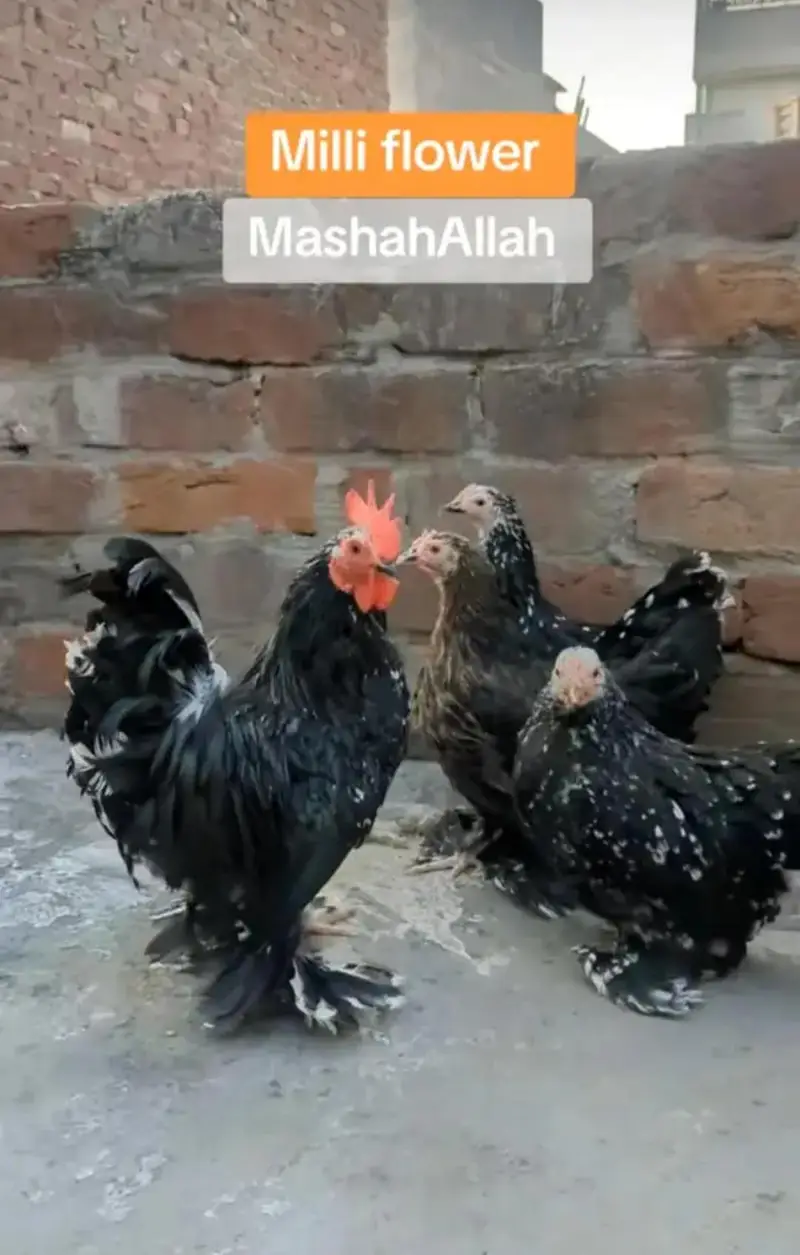 Molted bantam and Milli flower chicks available — photo 11