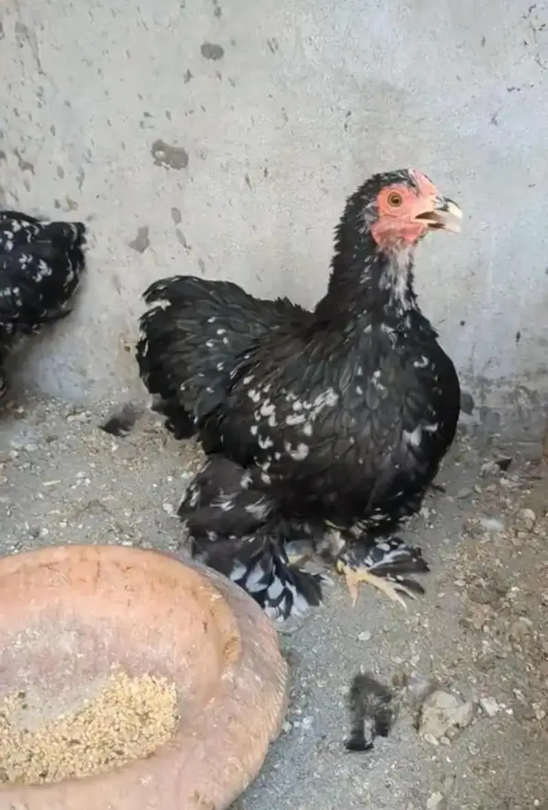 Molted bantam and Milli flower chicks available — photo 12
