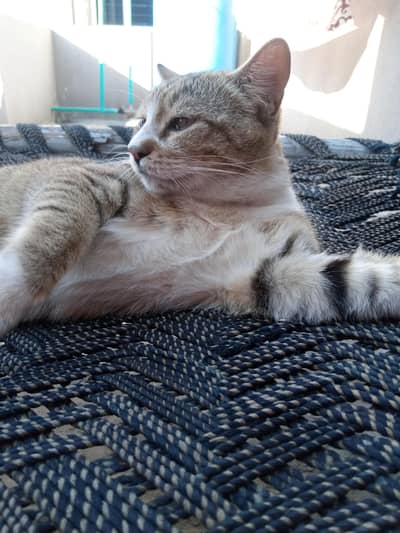 cat for sale