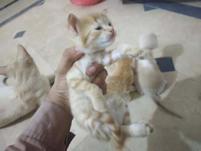 Cat Babies For Sale