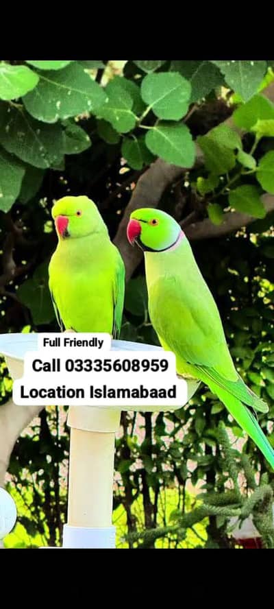 Female 5,500 or Male 9,500 Hand Tamed Green Ring Neck Parrots