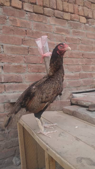 Aseel murgi for sale