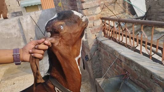 betal Bakra for sale