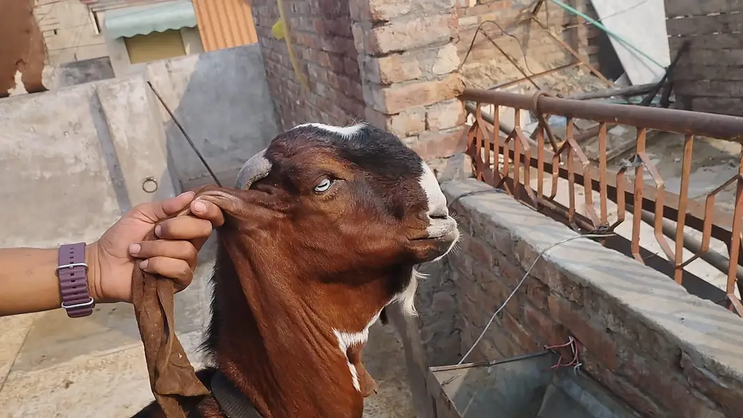 betal Bakra for sale — photo 2