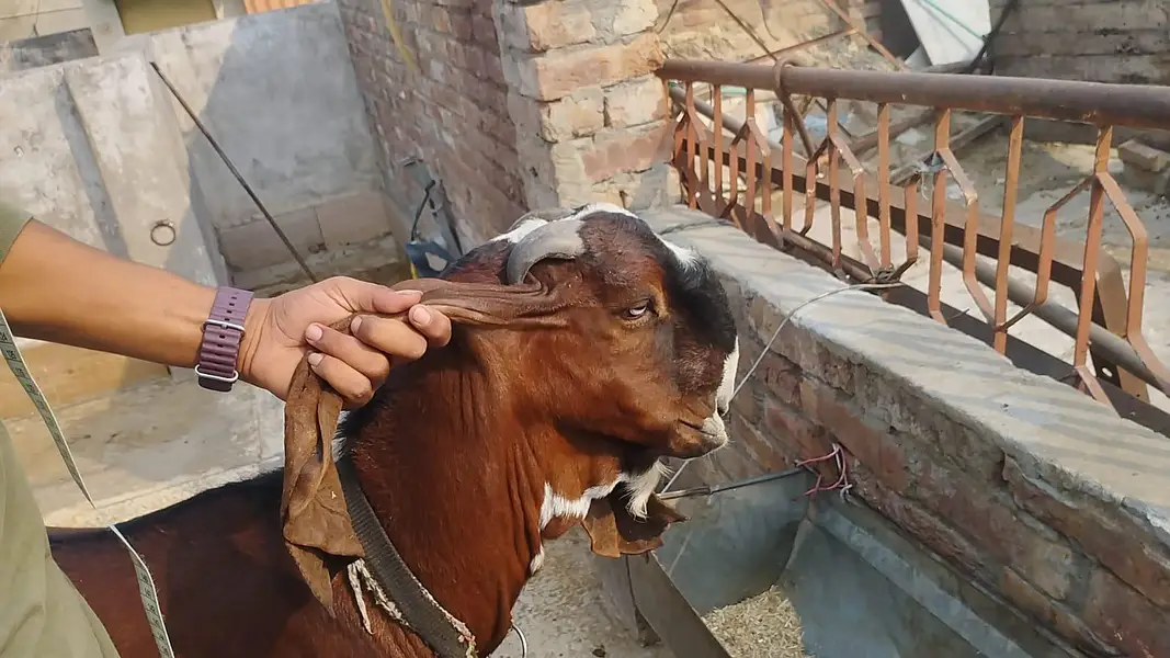 betal Bakra for sale — photo 3