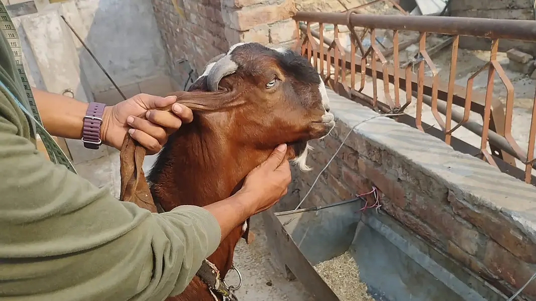 betal Bakra for sale — photo 4