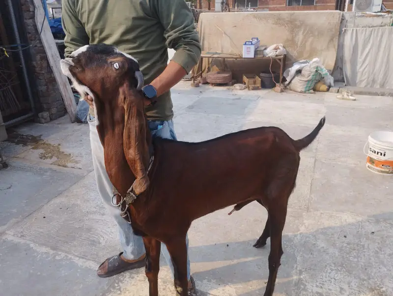 betal Bakra for sale — photo 6