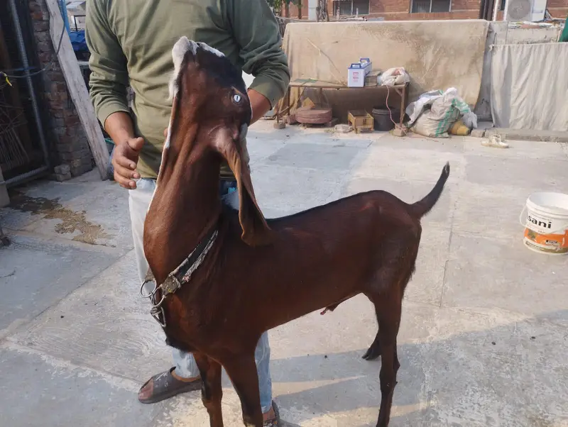 betal Bakra for sale — photo 7