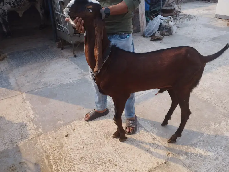 betal Bakra for sale — photo 8