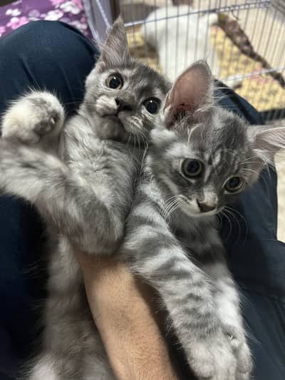 Pair scottish fold cats