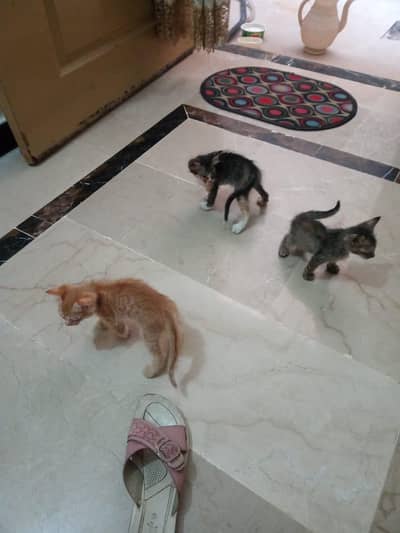 3 cat's for adoption