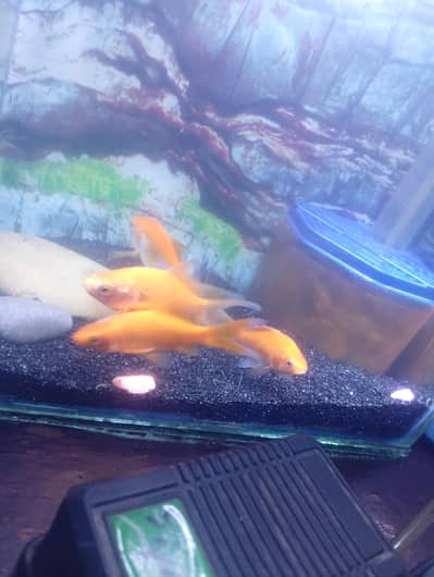 goldfish sell