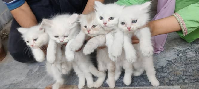 Persian kittens/fawn color kittens/white color kittens/mother cat/fath