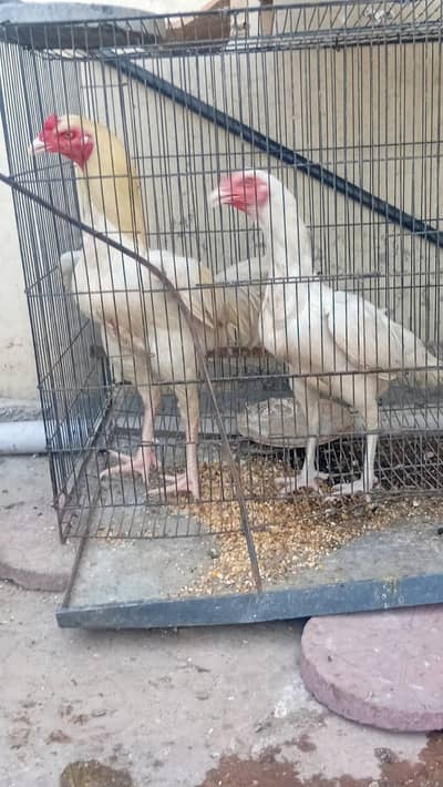 pure White pair of white hera aseel and white shamu