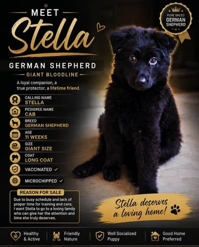 German Shepherd Female Puppy Pedigree Vaccinated
