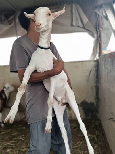 Top class teddy female | khara sheep