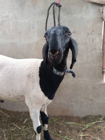khara sheep