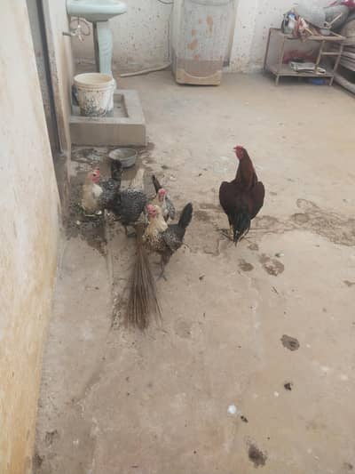 ak murga ha or 4 margia ha lana wala hi rabta kra