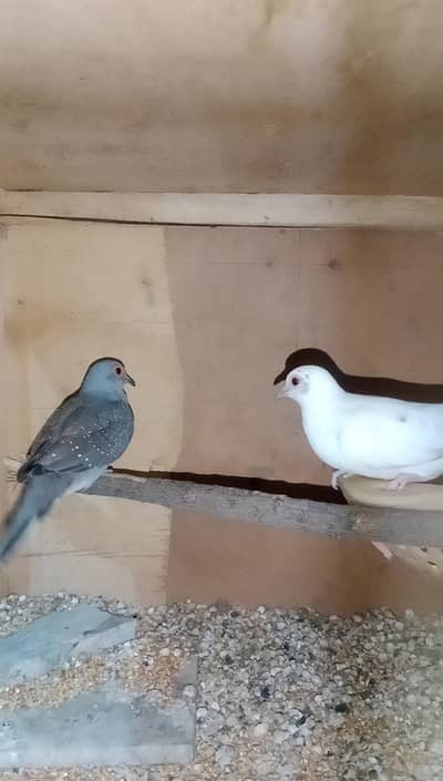 Dove breeder Pairs