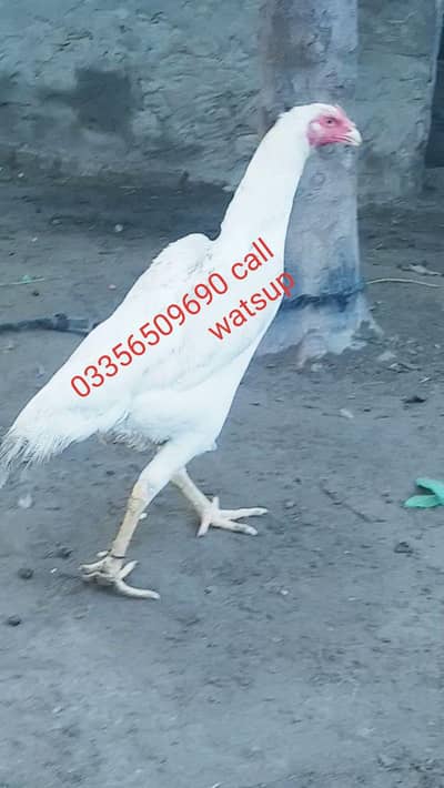 white oh shamo femail available