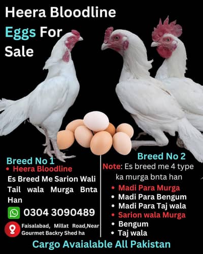 Heera Eggs,Heera Chicks & Aseel Pathia