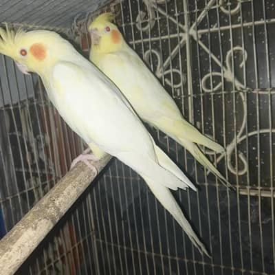 yellow pair red eye
