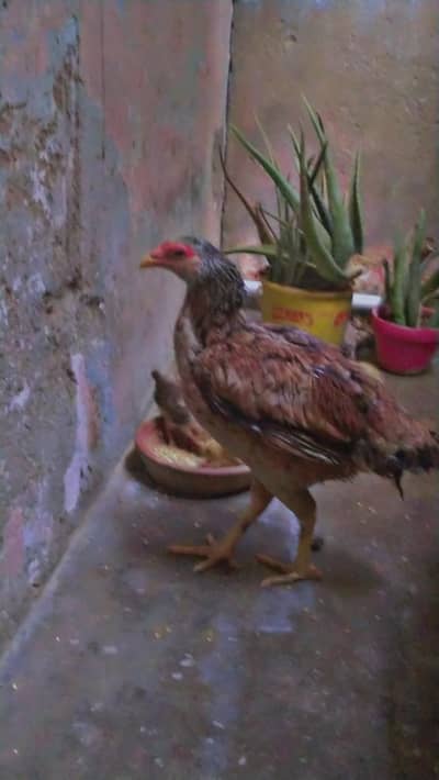 1 Femal 6 chicks