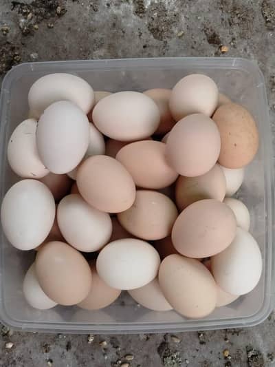 Egg Available home breed