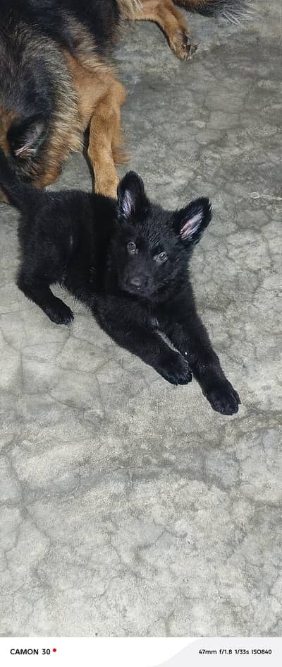 German shepherd puppies available non ped