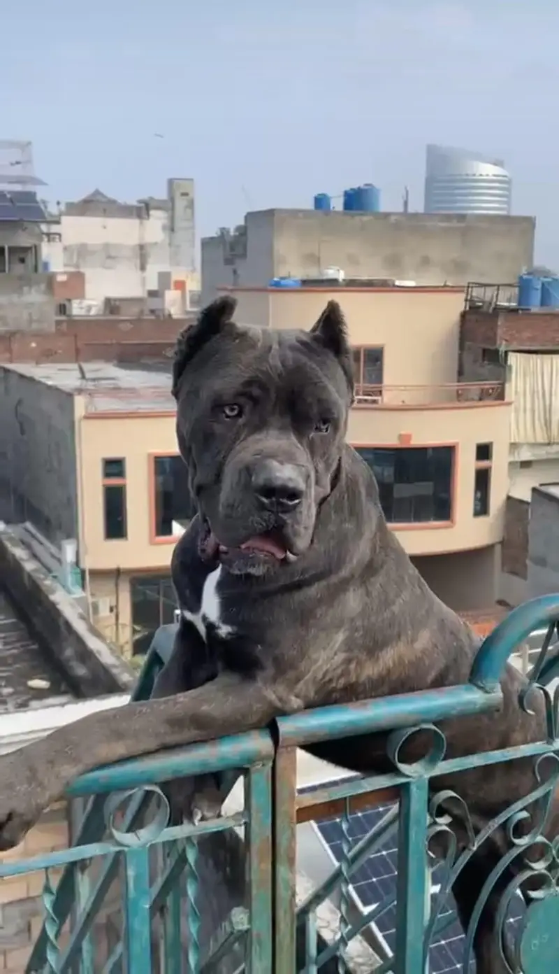 Cane Corso Dog | Cane Croso Male Dog | Black Cane Corso Male For Sale