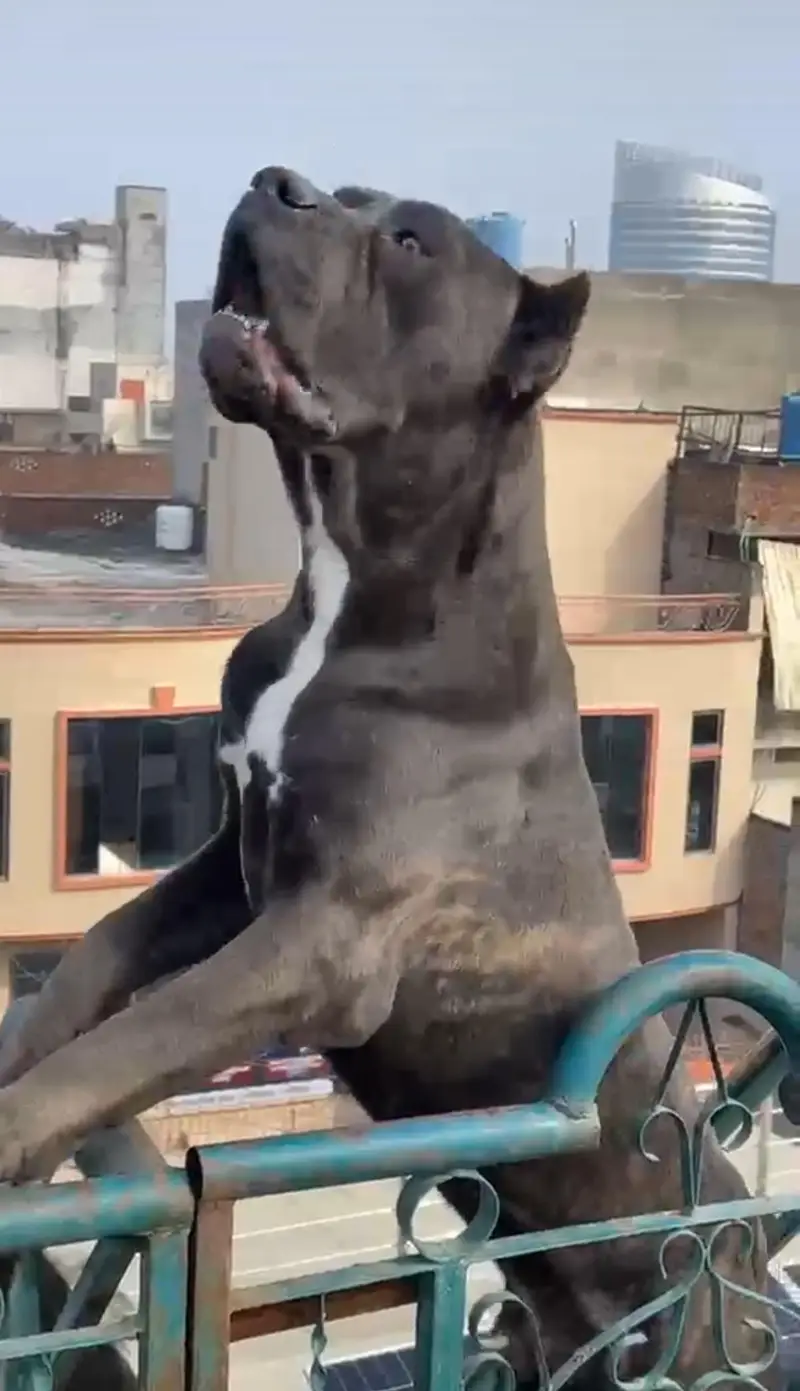 Cane Corso Dog | Cane Croso Male Dog | Black Cane Corso Male For Sale — photo 2