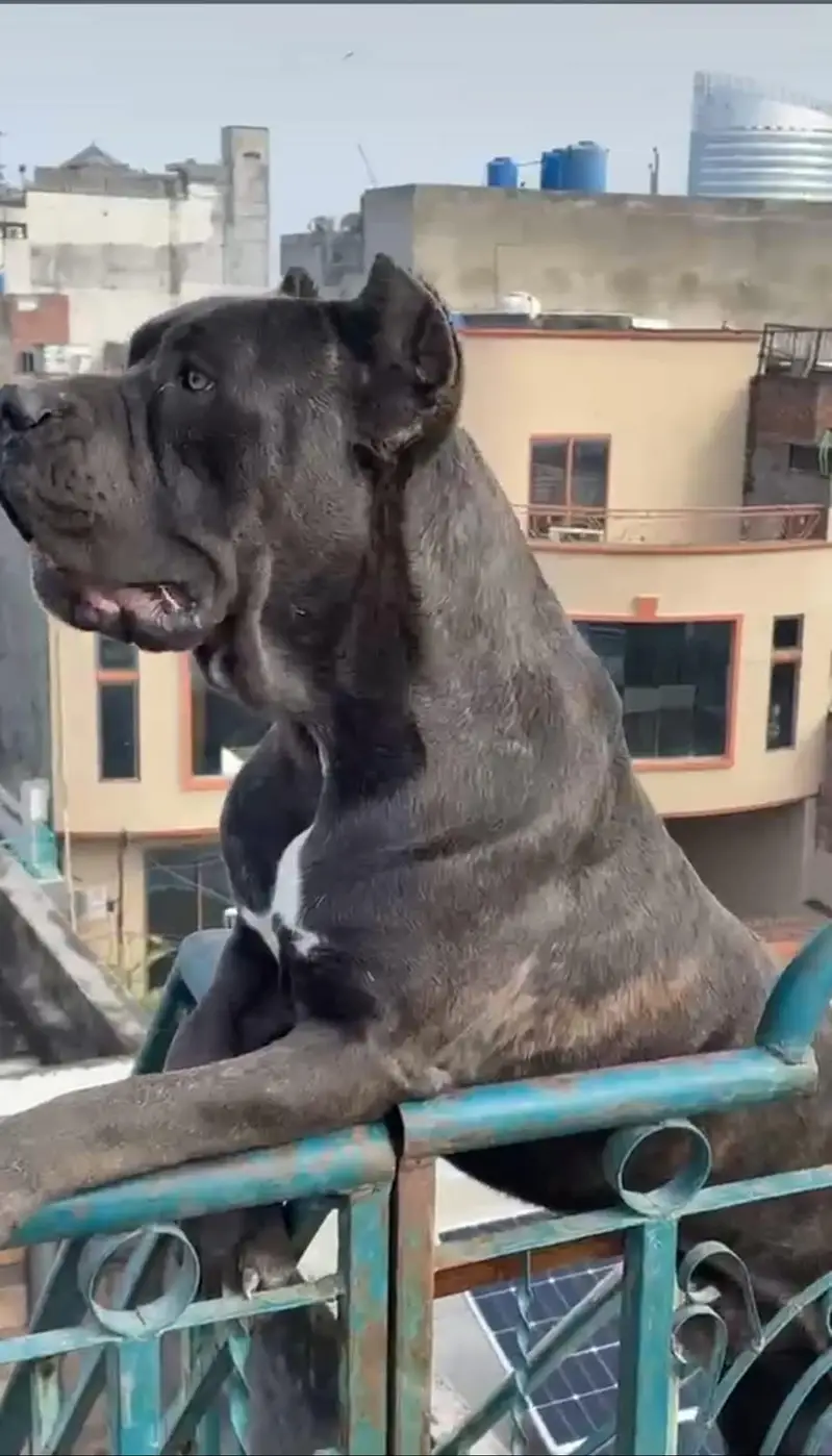 Cane Corso Dog | Cane Croso Male Dog | Black Cane Corso Male For Sale — photo 3
