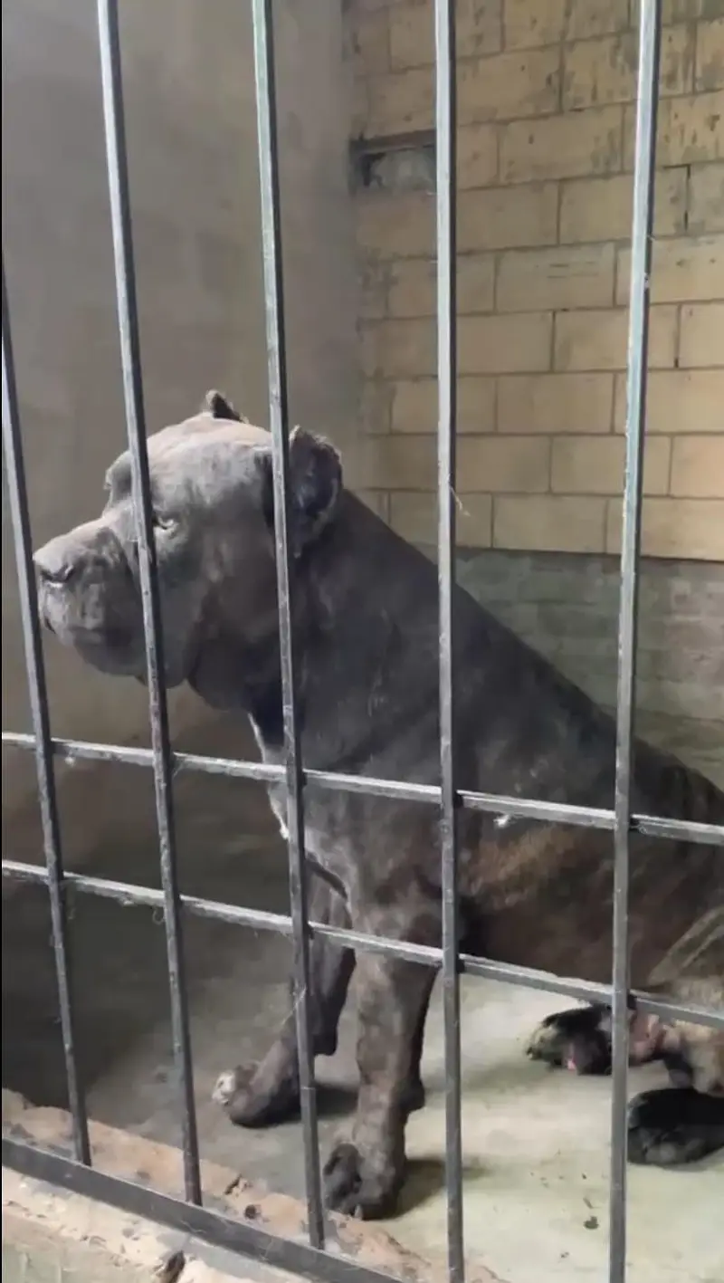 Cane Corso Dog | Cane Croso Male Dog | Black Cane Corso Male For Sale — photo 4