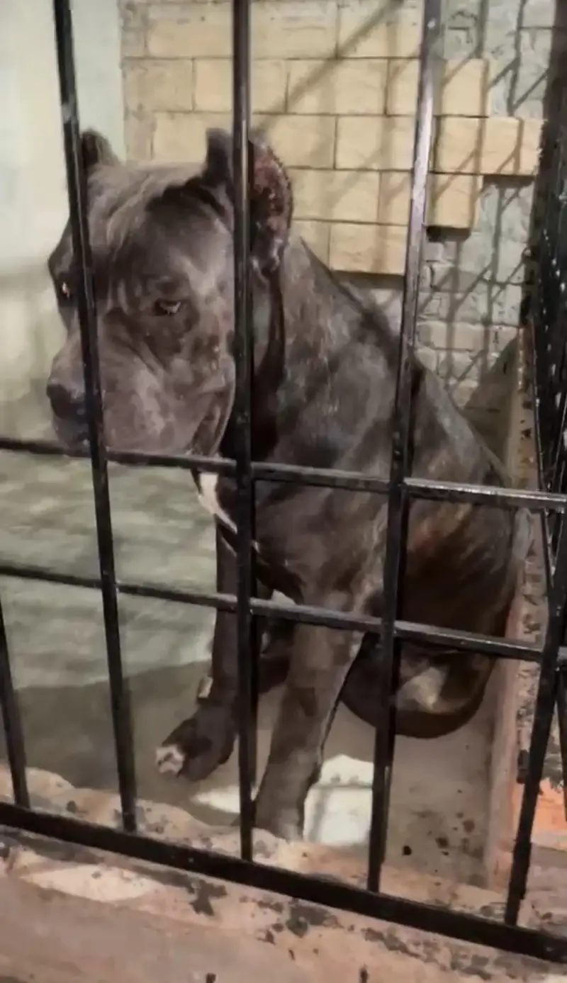 Cane Corso Dog | Cane Croso Male Dog | Black Cane Corso Male For Sale — photo 5