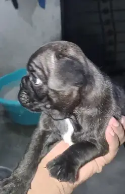 Cane Corso Dog | Cane Croso Male Dog | Black Cane Corso Male For Sale — photo 6