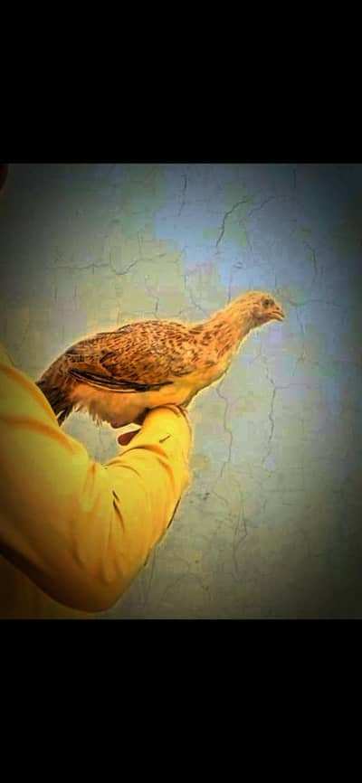 Tandrust aur Achi Quality Hens Available