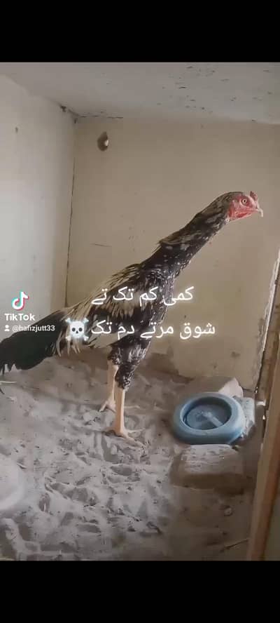 aseel for sale