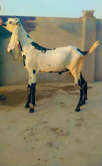 Beetle male goat