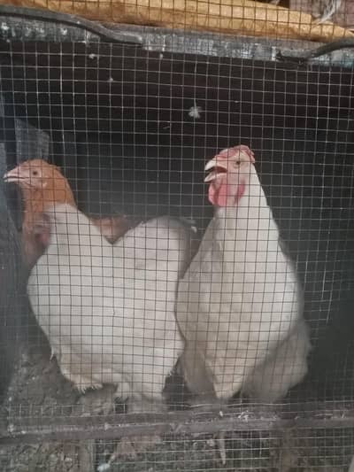 white heavy and golden buff breeder females and chicks