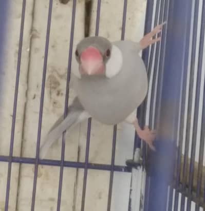 Silver Jawa, Opal Jawa, Grey Jawa Adult Healthy Pairs